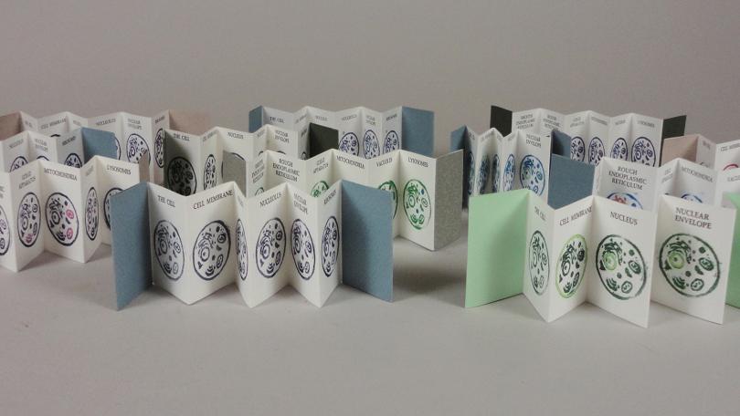 a series tiny accordion books about cells