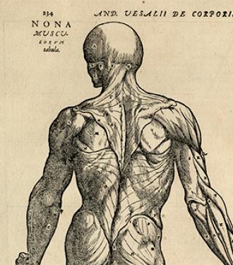 Vesalius anatomy engraving