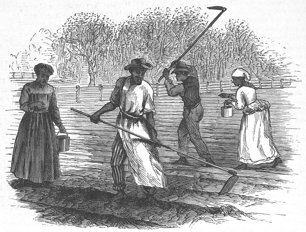 "Hoeing and Planting Cotton Seeds, South Carolina" from Frank Leslie's Popular Monthly, 1880
