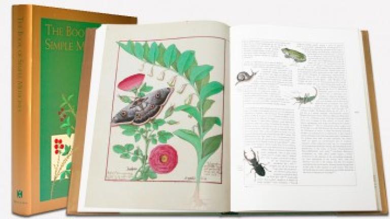 Illustration of insects and plants