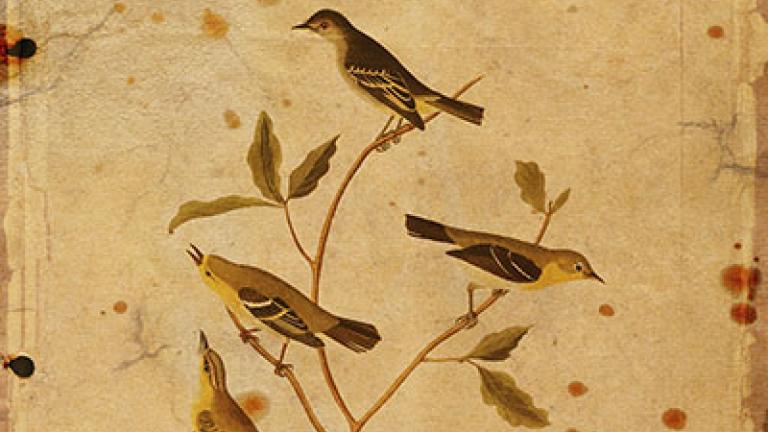 Wanted Some Truly Odd Birds: Audubon's Mysterious Aviary